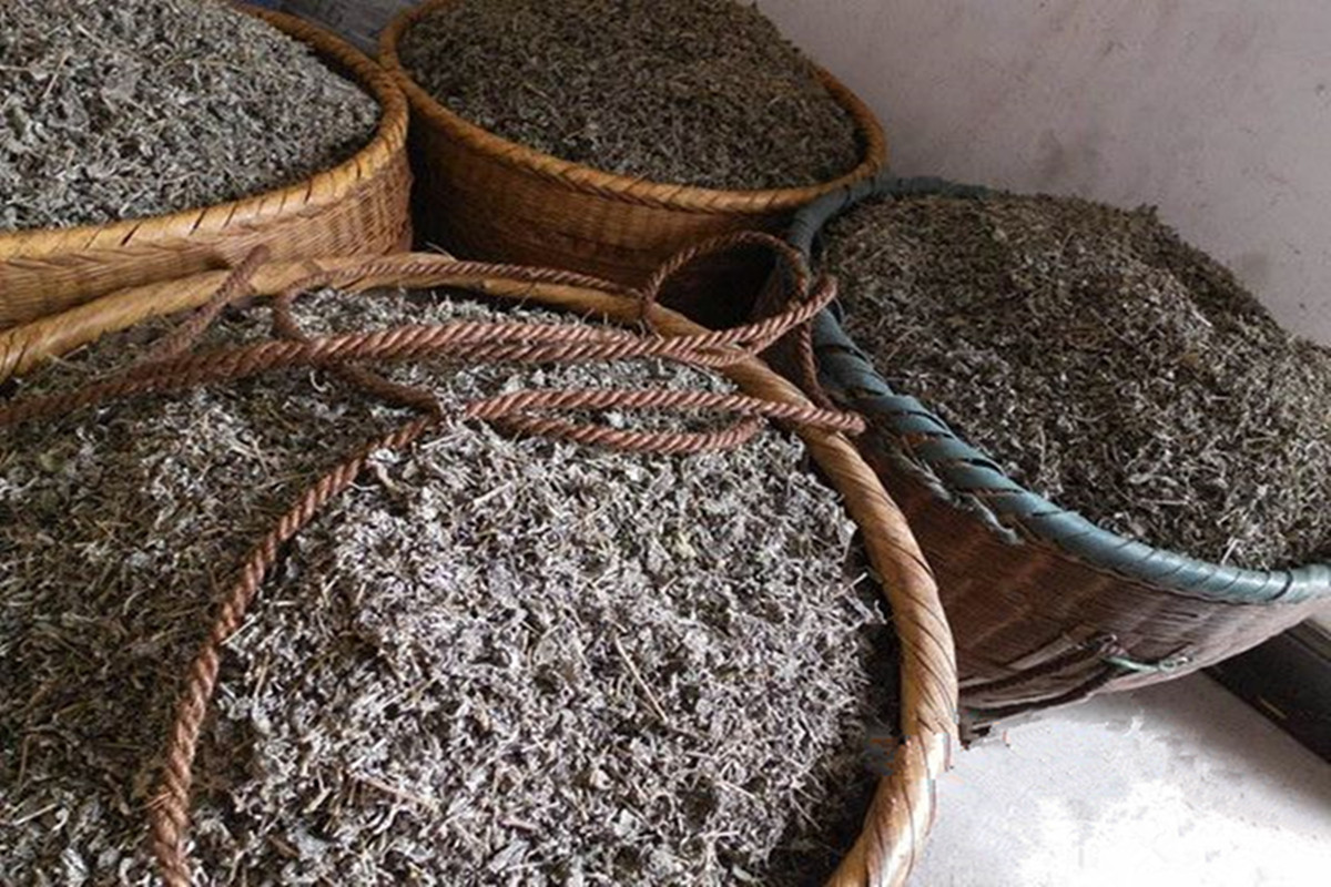 正宗的莓茶什么味道好喝,莓茶的特点与口感