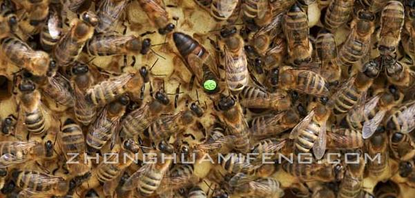 蜜蜂养殖技术中级教程,蜜蜂养殖专业技术书