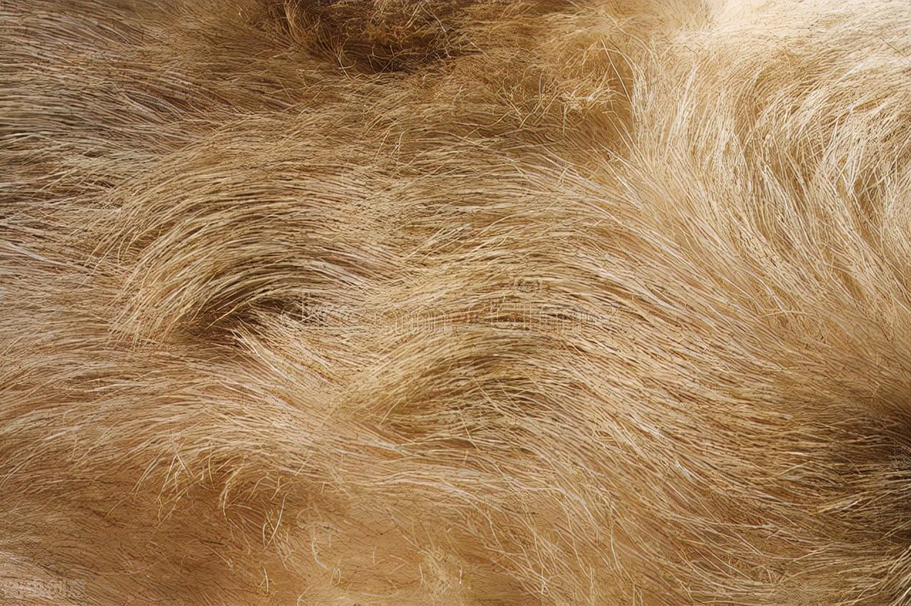 如何除掉被褥衣服宠物毛发,去除衣物上的宠物毛发的好方法