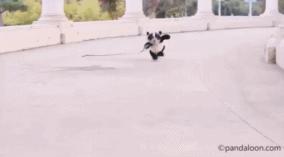 「今日萌图」一旦猫咪能自己打开鱼罐头，人类也就完蛋了