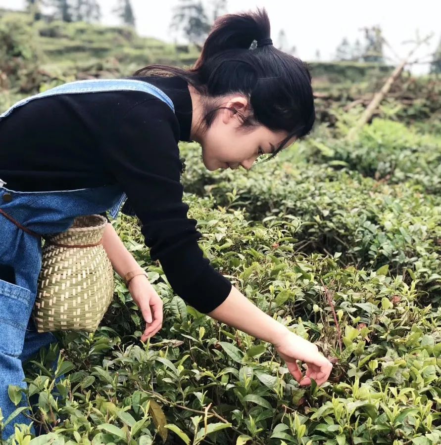 春日自然教育,春日茶语正能量