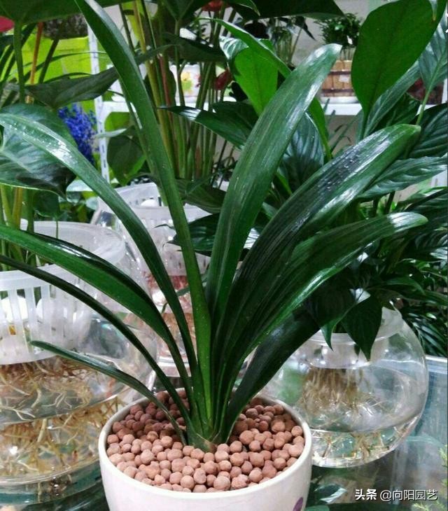 花卉施什么营养液最好,花卉养护用什么营养液