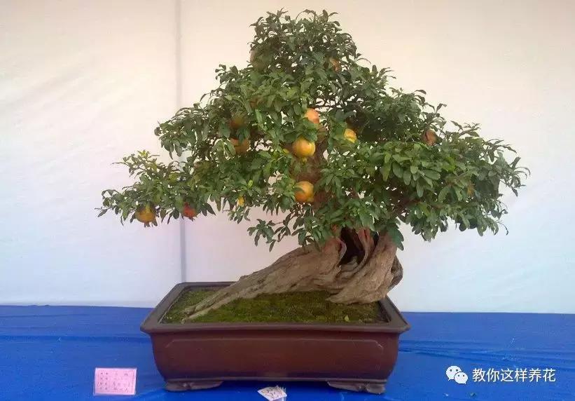 石榴树树干修剪视频,石榴树修剪枝条的方法