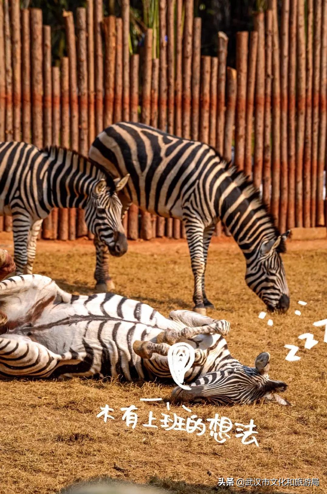 武汉野生动物王国营业时间,武汉野生动物王国有哪些园区