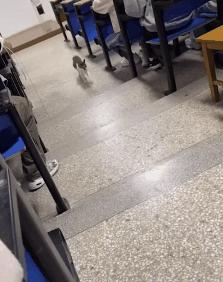 一到毕业季，我们大学的校猫就疯了哈哈哈