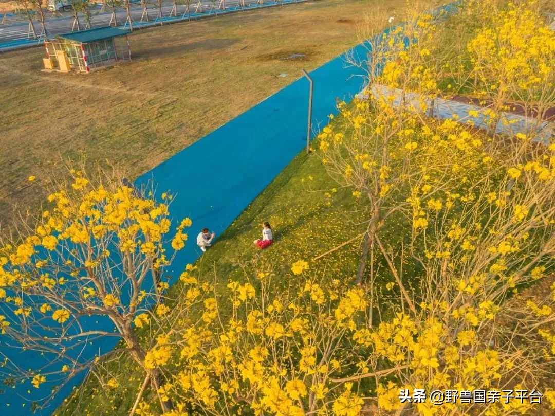 春天的花真的很美丽让人向往,春天的花也太美了