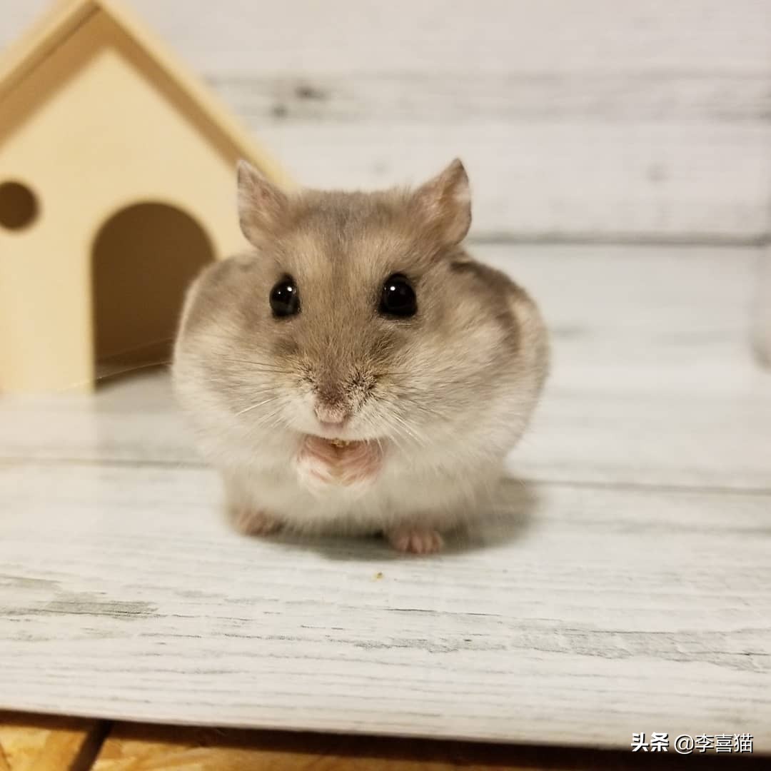 怎么养仓鼠才不会让它无聊,仓鼠该怎么养它让它熟悉主人