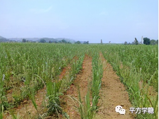 怎么从甘蔗变到红糖再变成白砂糖,甘蔗制出来的糖要如何变成白砂糖