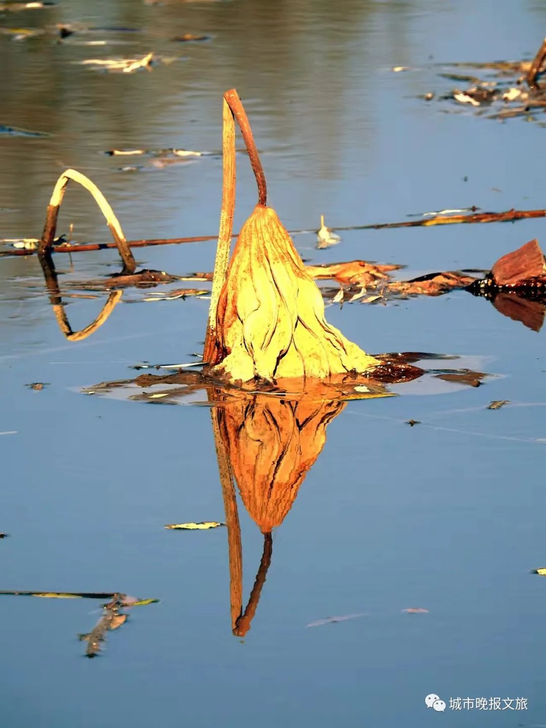 城晚拍拍丨秋色如画