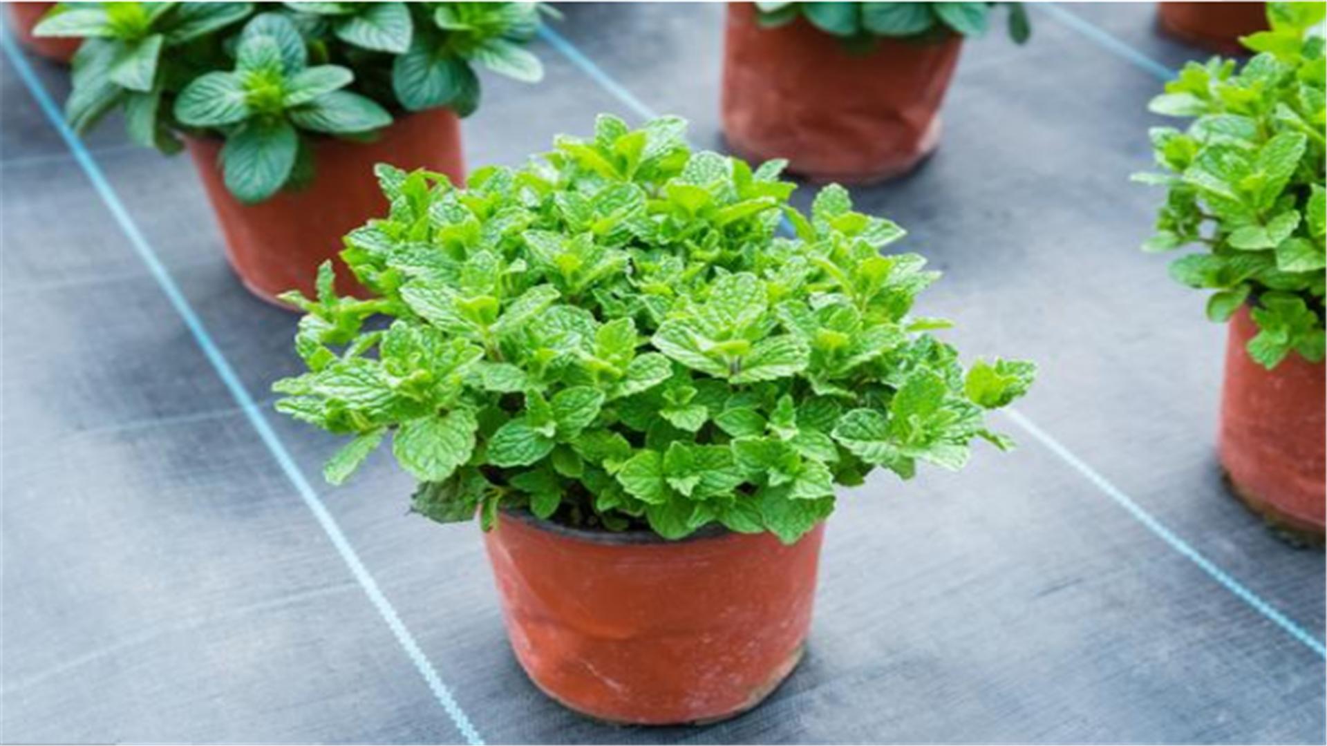 小盆栽植物薄荷盆栽,什么薄荷盆栽好吃又漂亮