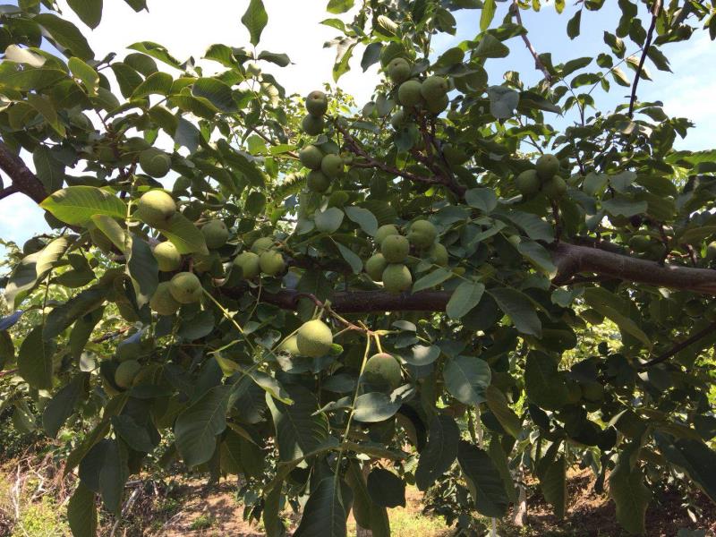 核桃树不结果是咋回事,核桃树不结果啥原因