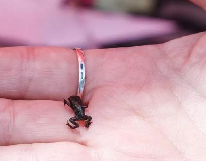 盘点那些很像蜗牛的物种,蜗牛有特别物种吗