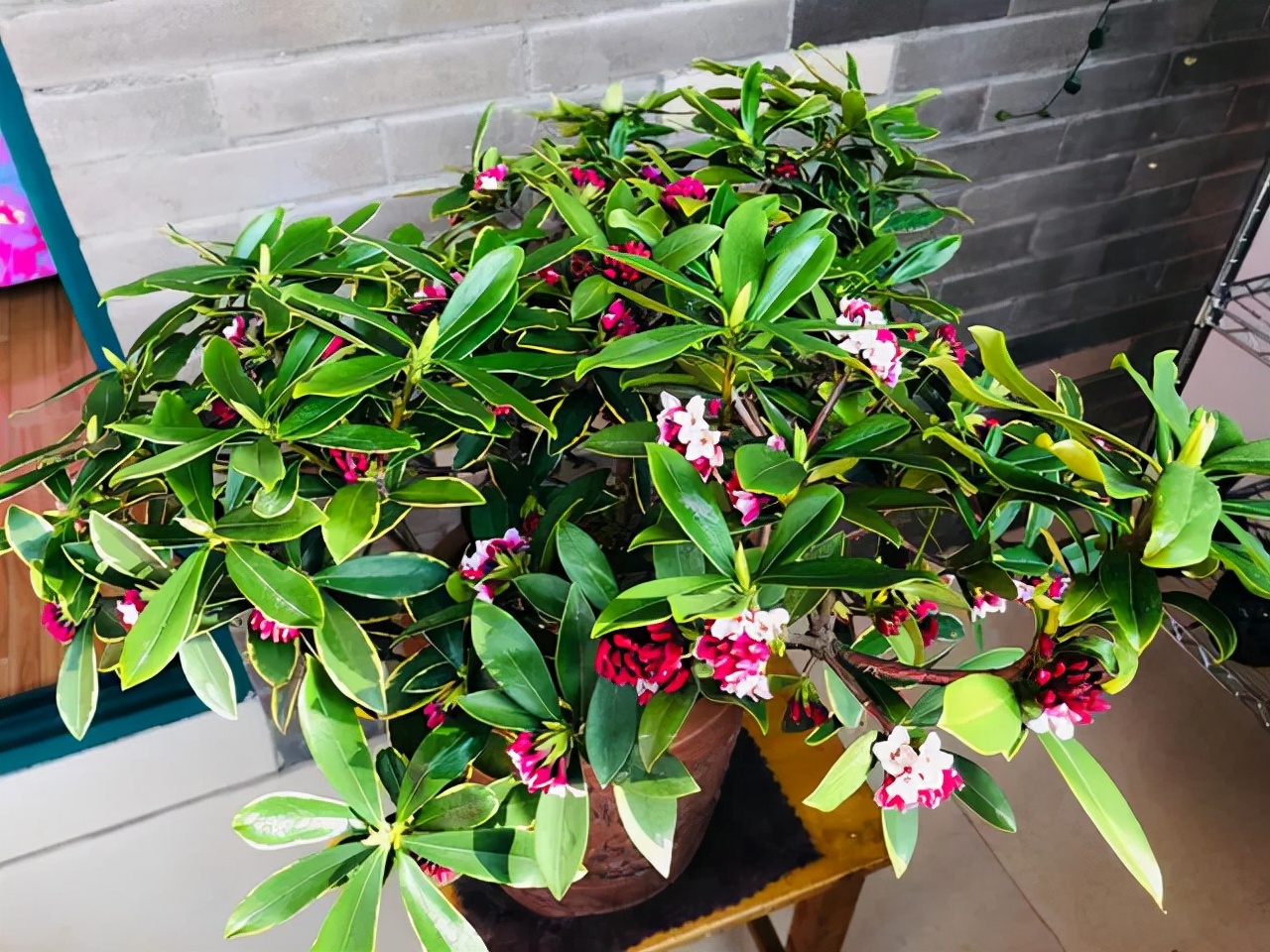 哪些花卉爱阳光浓香好养,喜阴凉的花卉都有哪些好养的