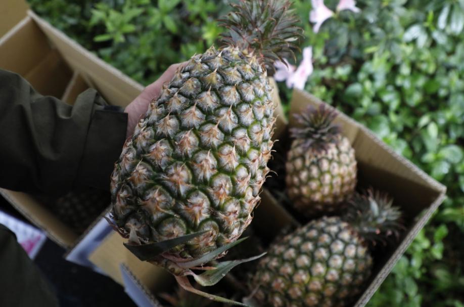 菠萝200元一公斤出口澳洲，蔡当局太荒唐，想让澳洲人交智商税