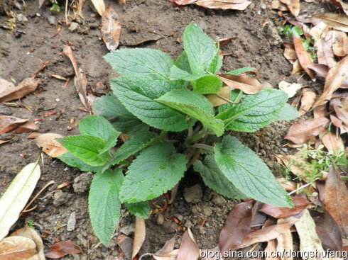 玄参，见过吗？能强阴益精，令人目明