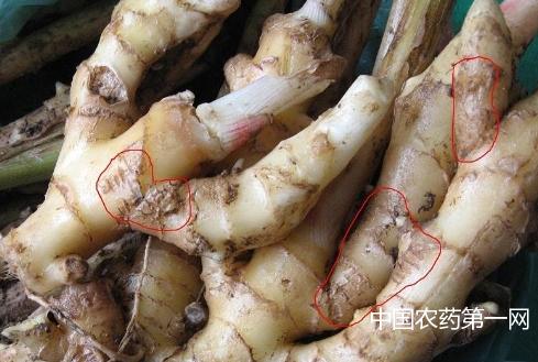 大姜种植过程容易产生的病害,大姜种植前如何预防病毒