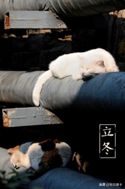 秋风吹尽旧庭柯黄叶,秋风吹尽旧庭柯全文