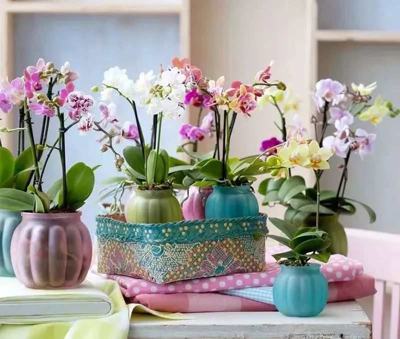 好养的兰花既高贵又漂亮惹人喜欢,哪种兰花最好养四季开花又很香