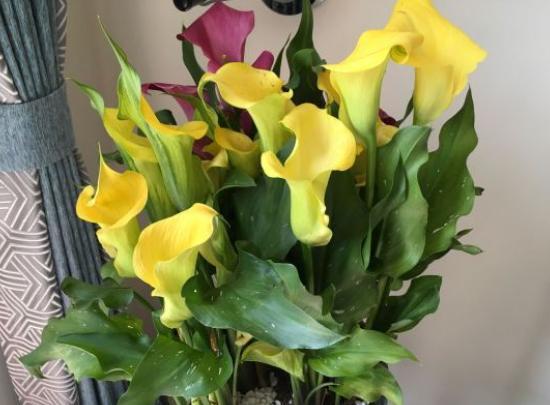 马蹄莲盆栽大量黄叶怎么处理,马蹄莲黄叶放点什么维生素好