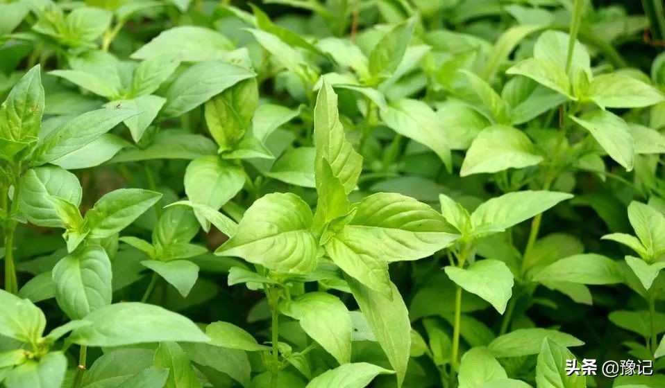 能分清荆芥、十香、薄荷、五香长相的河南人，请举手|豫记