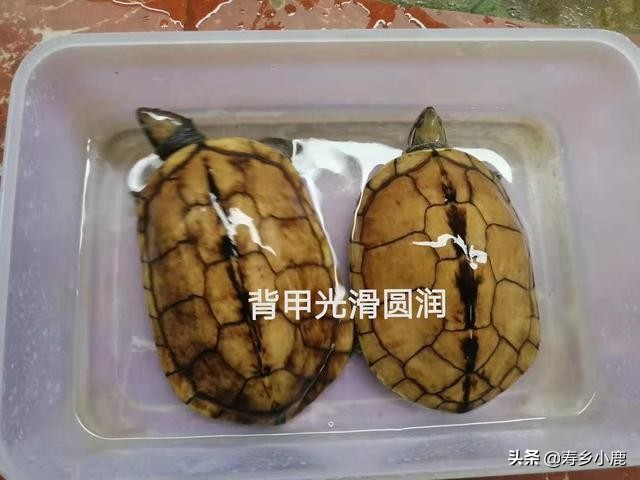 如何鉴别自己养的“南石”是不是纯种的南石？