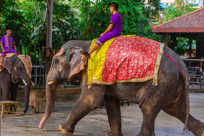 西双版纳曼听公园看大象,西双版纳曼听公园大象体重