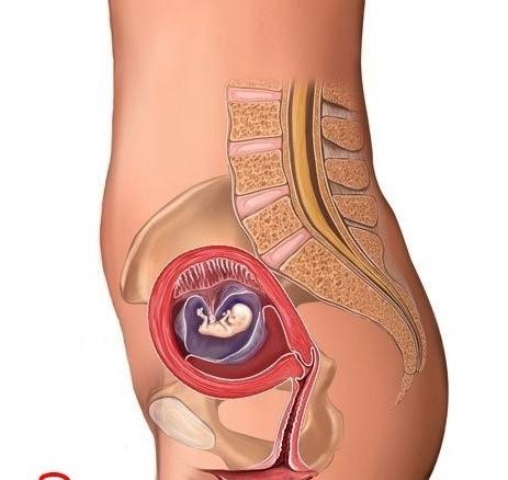 妈妈十月怀胎的过程图片,怀孕后胎宝形成过程