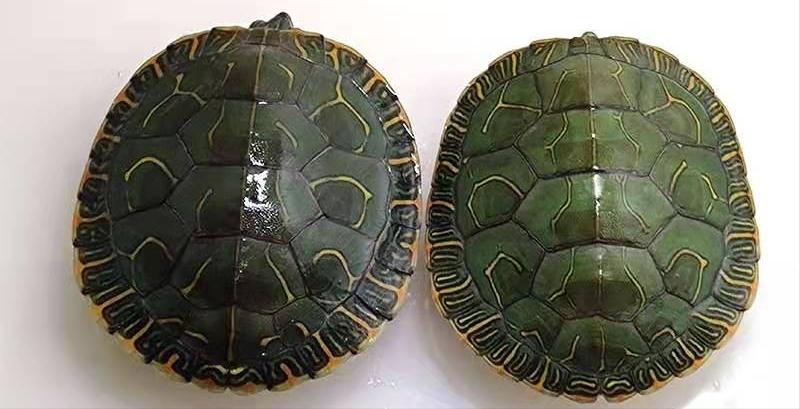 育龟龟粮系列怎么选,头盔龟和巨头龟怎么选