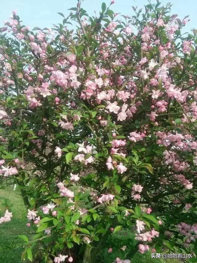 希尔寨，花的世界，花的海洋