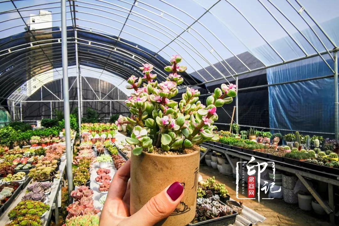 商丘道北花鸟批发市场,商丘花鸟宠物市场