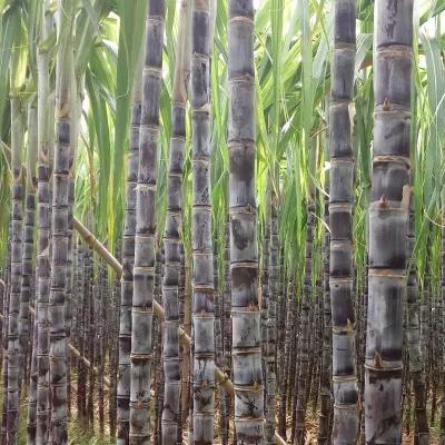 热带水果王国攀枝花,攀枝花一年四季有哪些水果