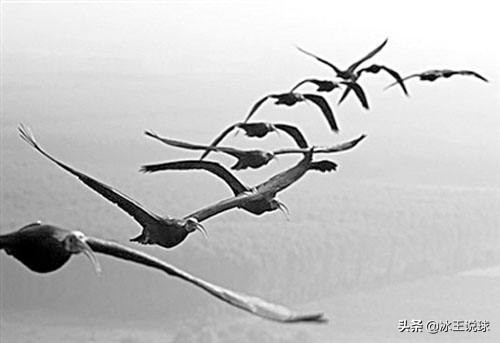 让羽毛球在空中飞舞,让羽毛球发光