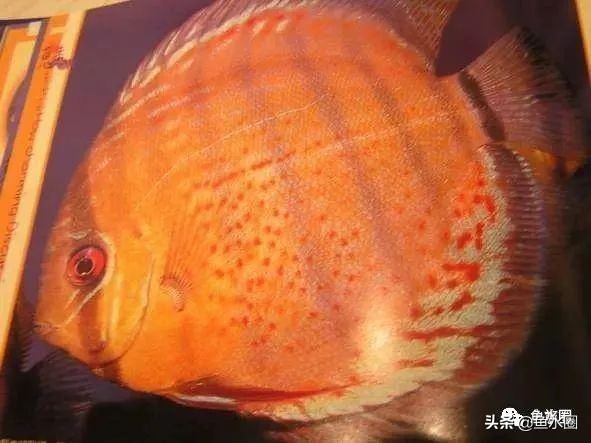 七彩神仙最好看的品种,七彩神仙多大分品种