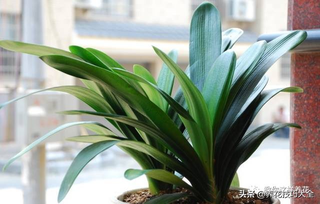 君子兰这样浇水，叶绿花大色更艳，一年能长6片叶