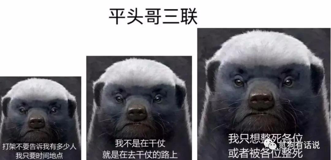 平头哥的传奇记录,平头哥的一生故事