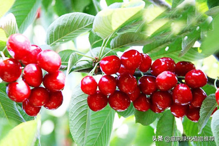 风水樱桃树适合在院子里种植吗,樱桃树能种院子里吗风水好吗