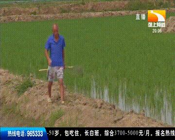 正确养殖小龙虾的方式,同样是养小龙虾你为啥会亏本