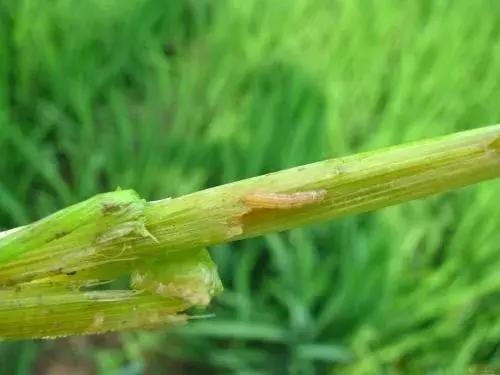 钻心虫消灭的最佳方法,钻心虫不用药最简单方法