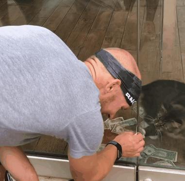 招财猫涉嫌哪些违法,招财猫涉嫌侵权