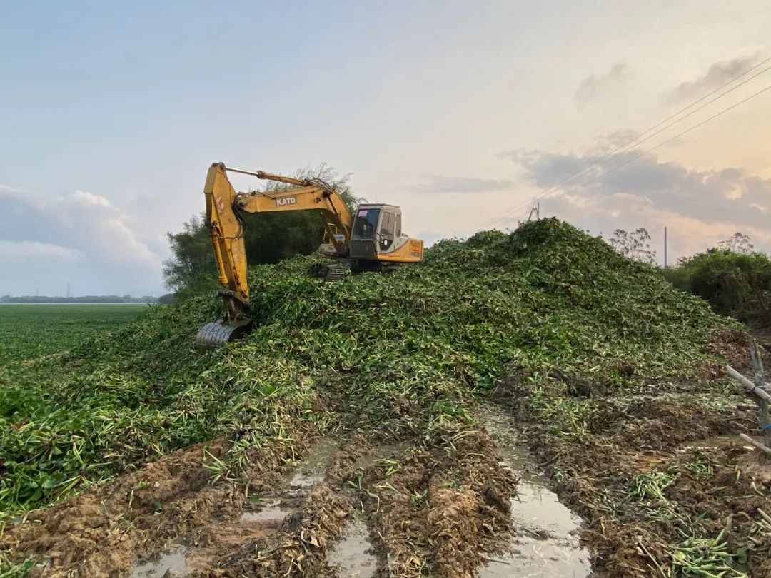 对水浮莲开战阳春清漂任务84万平方米，每天至少清漂8万平方米