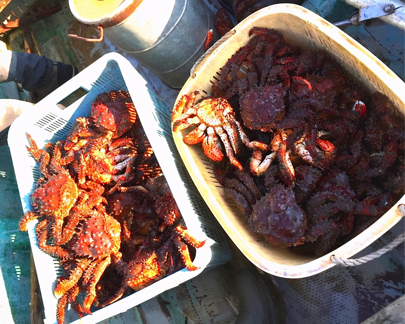 我是一个默默无闻的海钓人，但我可能吃过世界上所有的海鲜