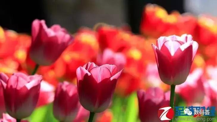 佳能入门级单反eos800d怎么样,佳能800d与尼康800d哪个好