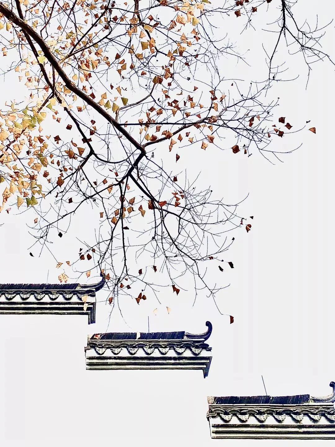 赞别人拍的照片,你用手机拍过哪些最美的照片