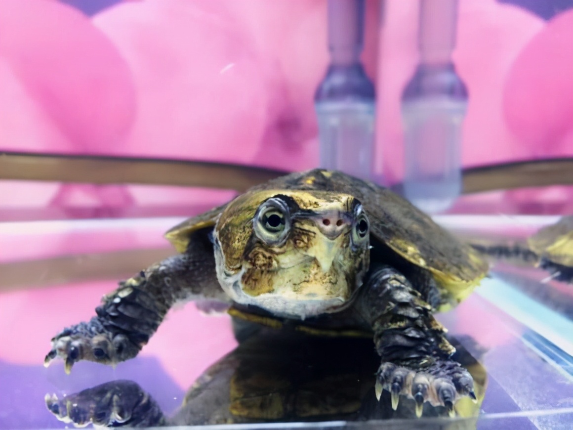 乌龟肠炎的症状与治疗,乌龟得肠炎治疗中可以稍微喂点吗