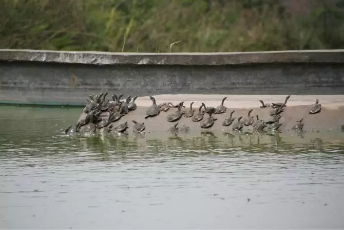 甲鱼苗3-5克如何养殖,仿野生甲鱼养殖方法技术