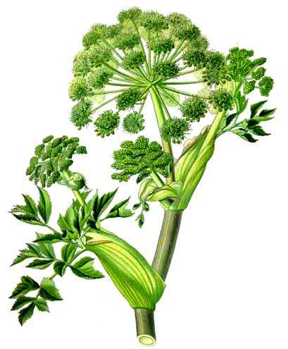 精油––欧白芷（Angelica）