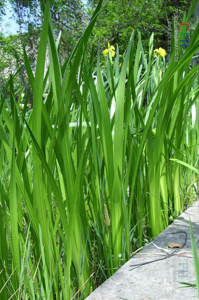 中草药白蘅,菖蒲草药