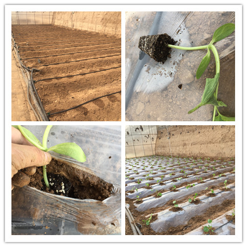 手把手教你种蔬菜免费阅读,手把手教你蔬菜育苗