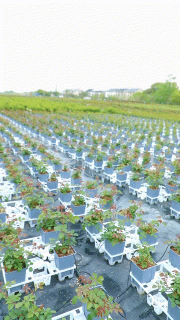 天狼说月季花苞着色后怎么用肥,天狼说月季冬季扦插月季的视频