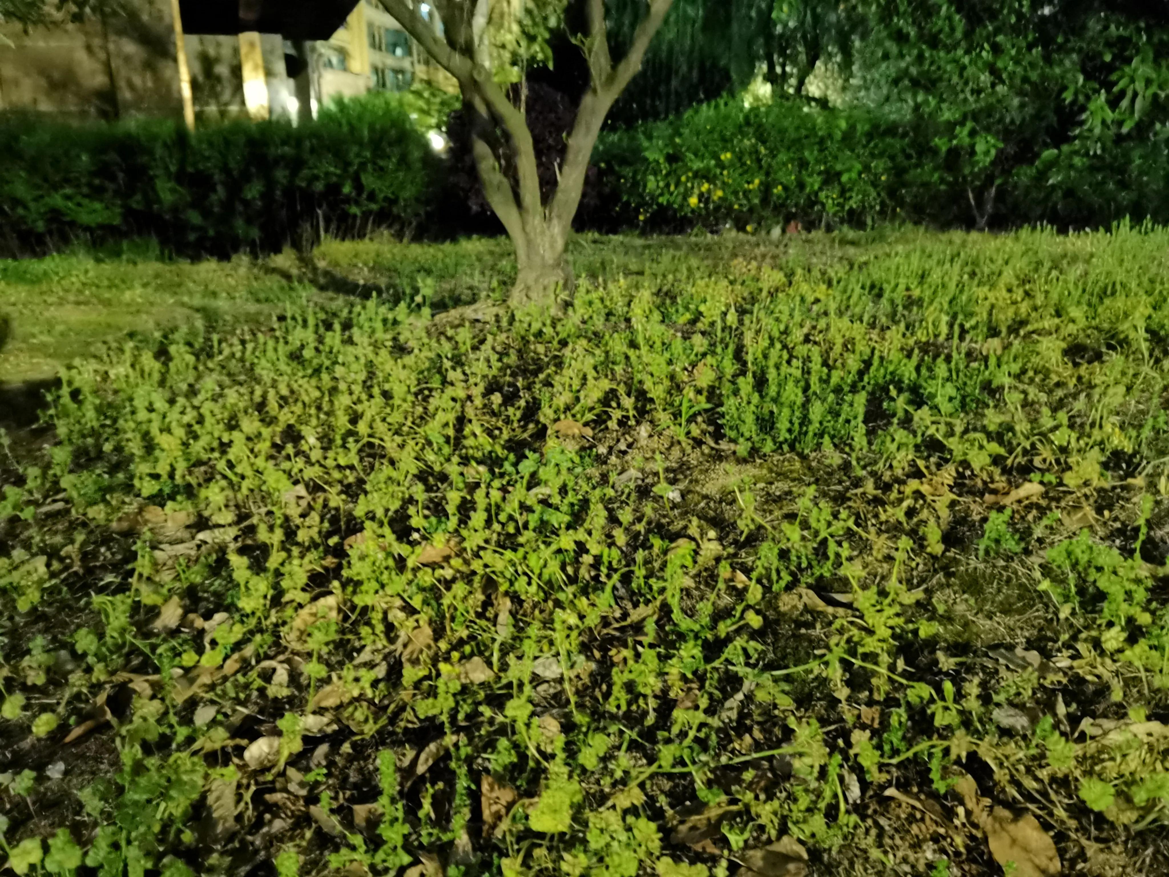 七绝《野草》,七绝野草花作品